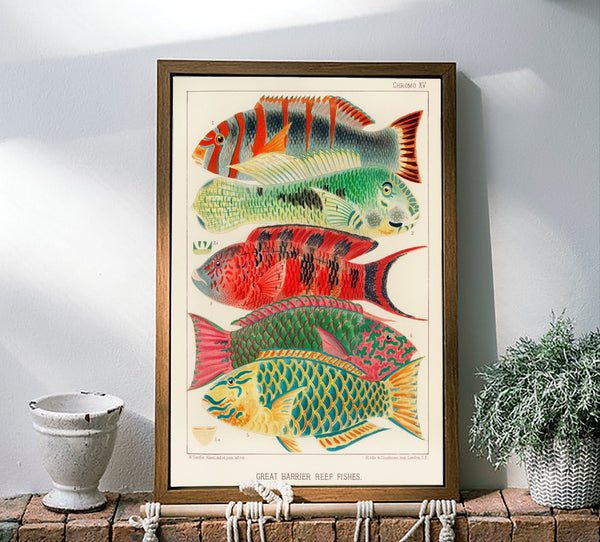 Vintage Illustration Wall Art - Great Barrier Reef Fishes, Plate XV